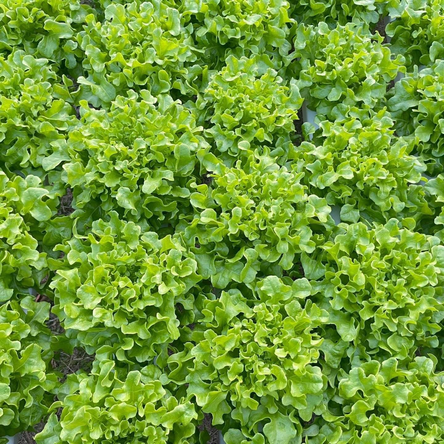 Tender butterhead lettuce