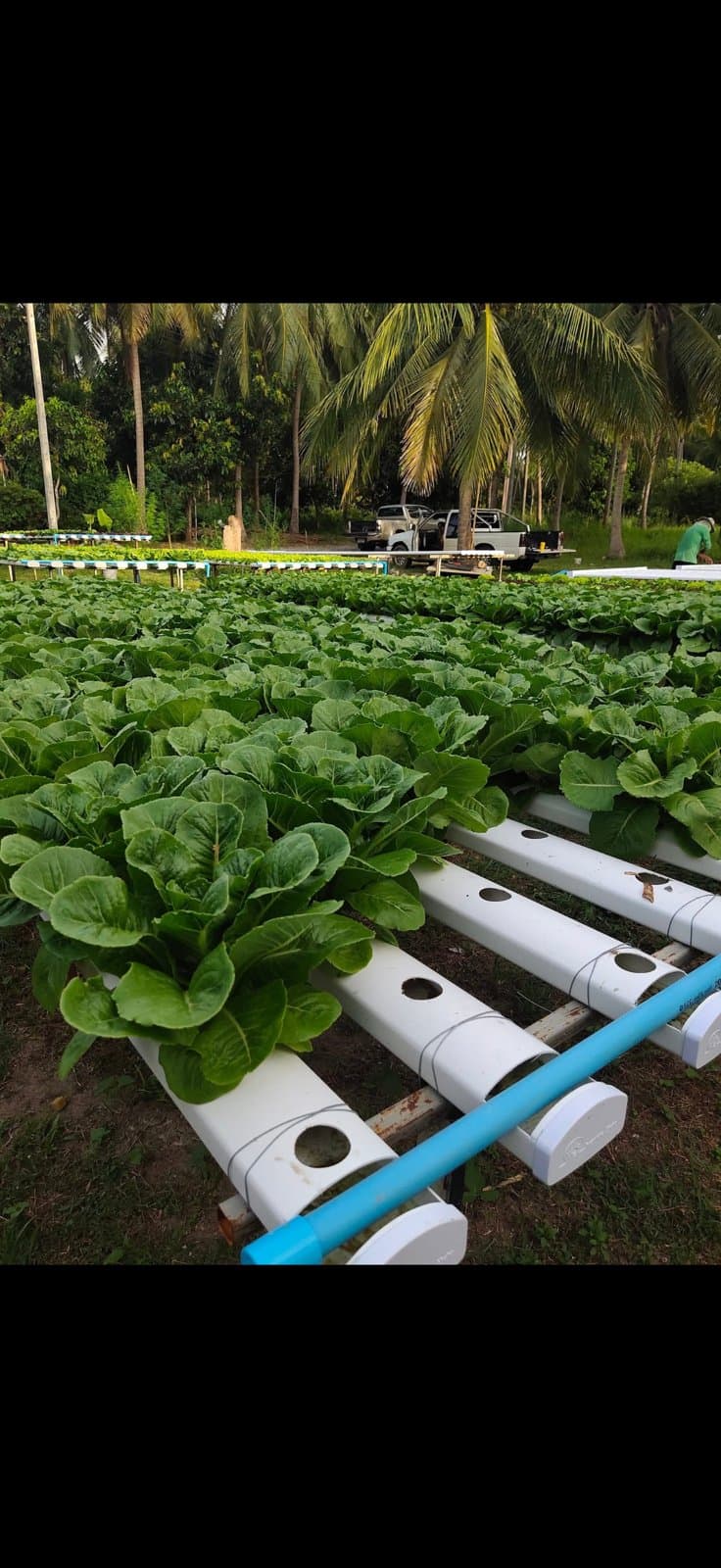 Long rows of young lettuce growing in nutrient-fed channels