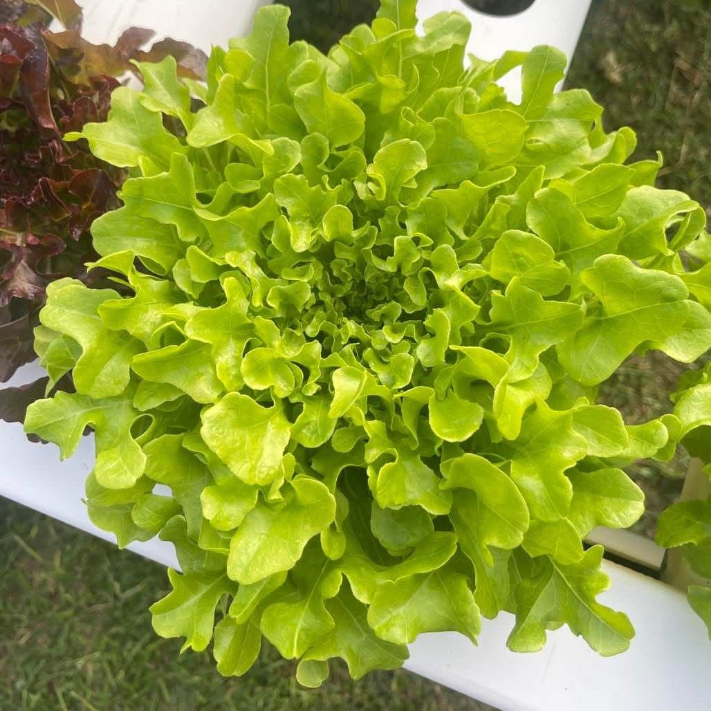 Crisp frillice lettuce