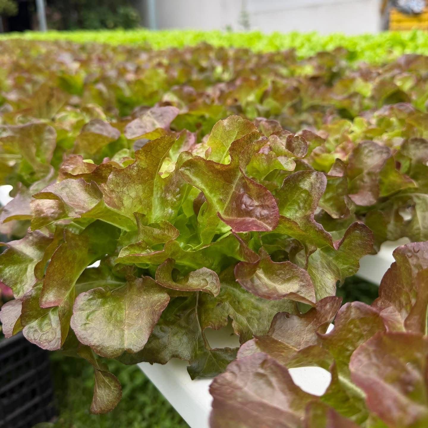 Red coral lettuce growing hydroponically