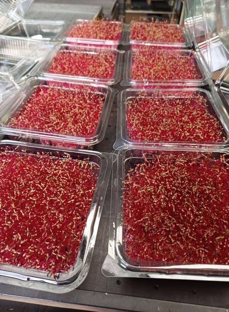 Red amaranth microgreens